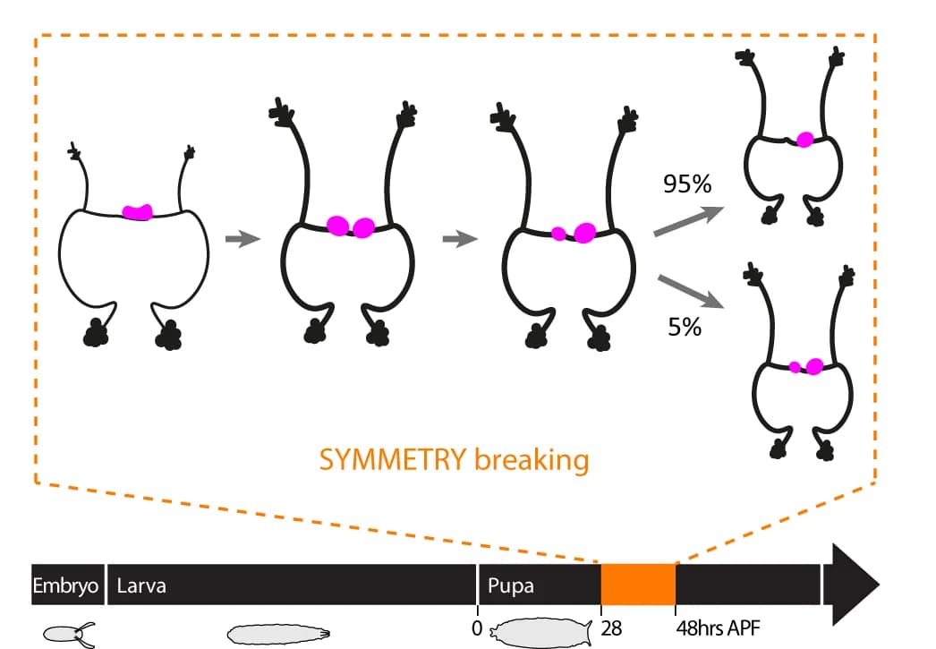 Open access visualization of Workflow, Illustration, H-neuron, Asymmetry, Pupal stage