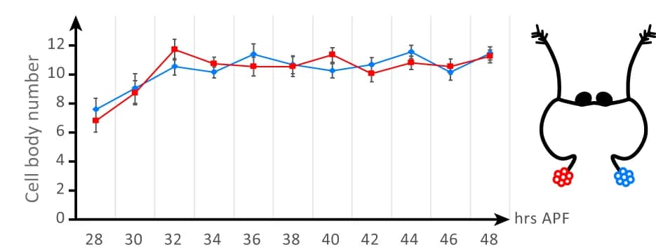 Open access visualization of Line Plot, Error Bars, Illustration, Morphometric analysis, H-neurons