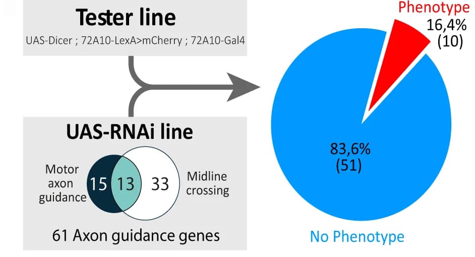Open access visualization of Pie Chart, Venn Diagram, Flowchart, RNAi Screen, H-neurons