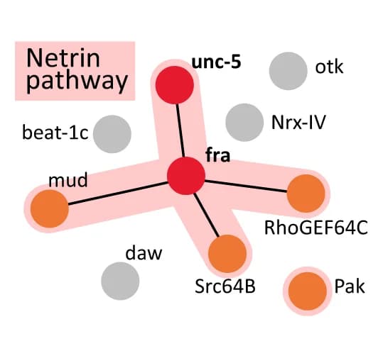 Open access visualization of Pathway, Network, GO Term Analysis, String Database, Netrin Receptor Activity