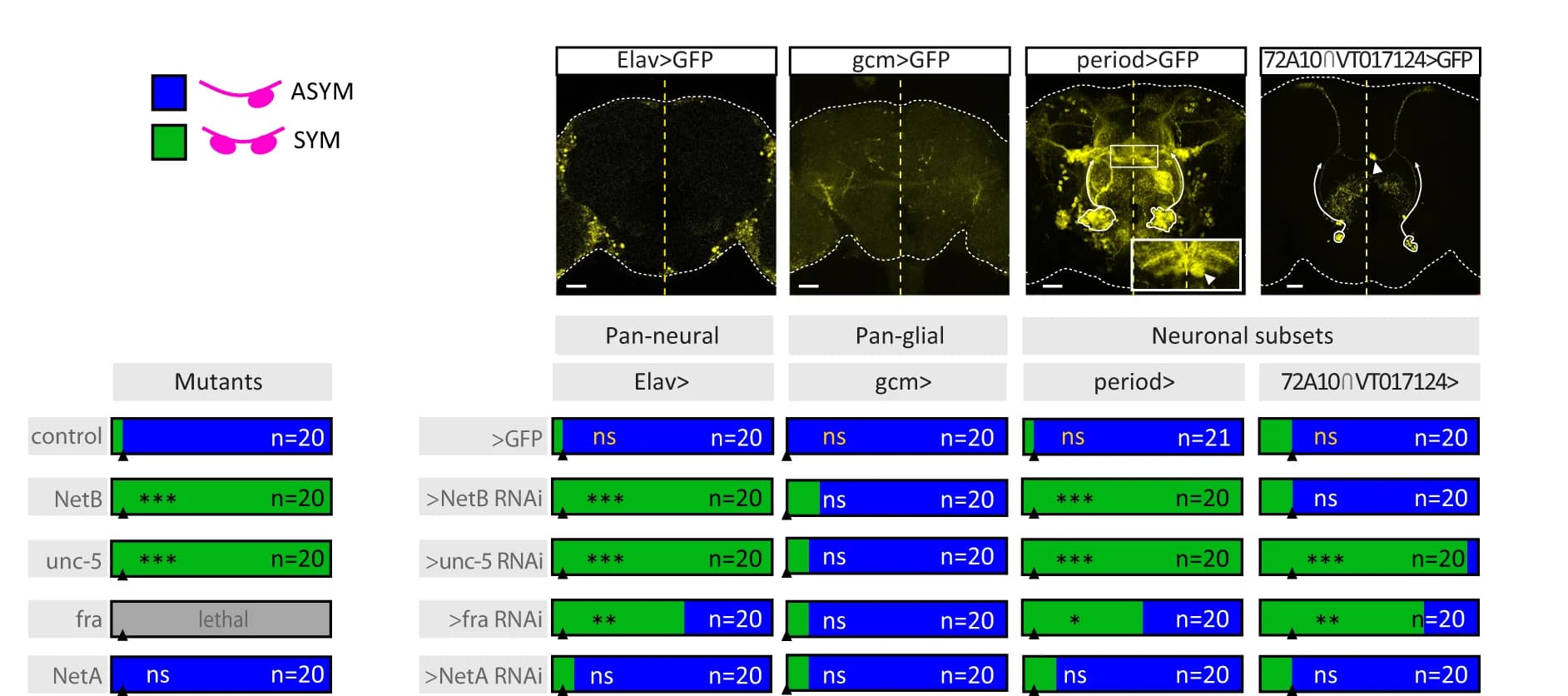 Open access visualization of Bar Plot, Photo, Microscopy, Domain Requirement, Phenotype
