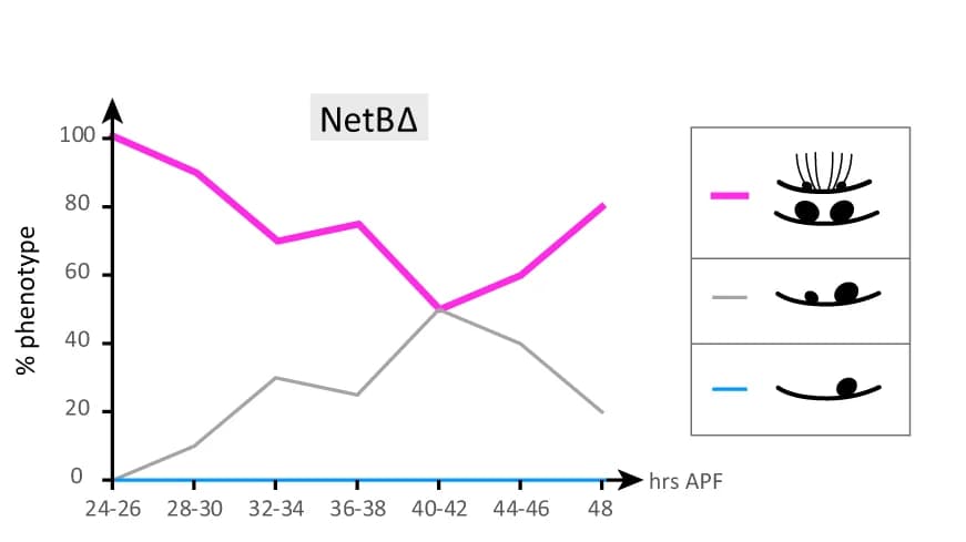 Open access visualization of Line Plot, H-circuit, Pupal development, Symmetric phenotype, netB Δ mutant