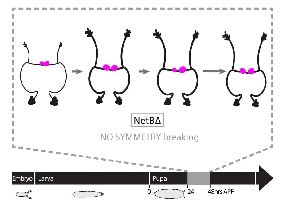 Open access visualization of Workflow, Illustration, H-neuron pattern formation, Pupal stage, netB Δ mutant