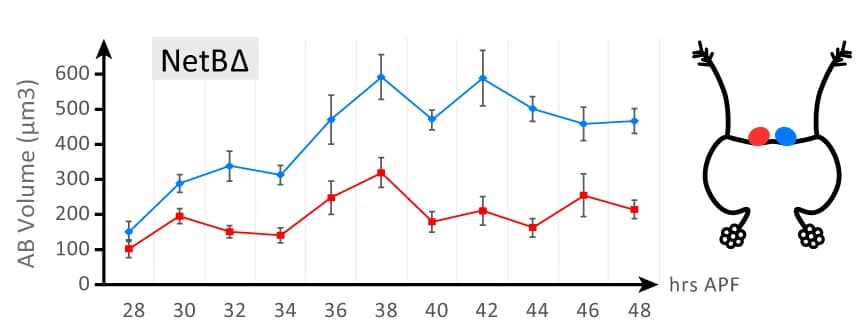 Open access visualization of Line Plot, Error Bars, Illustration, Morphometric analysis, H-neurons