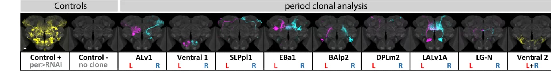 Open access visualization of Microscopy, Clones, Neurons, Lineages, Fluorescent Marker