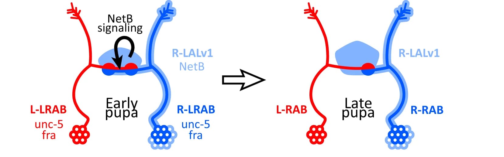 Open access visualization of Workflow, Illustration, NetB pathway, H-neuron, Laterality