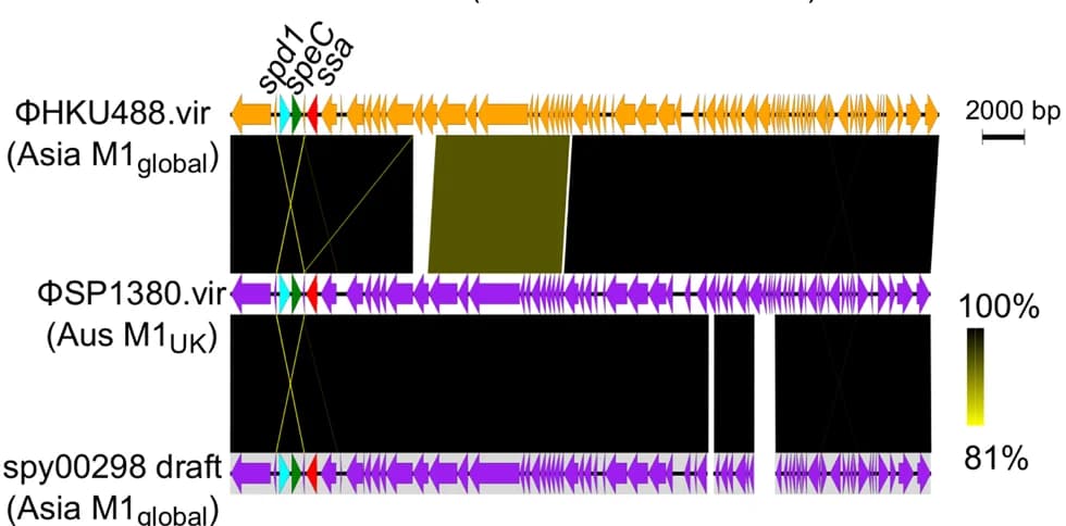Open access visualization of Illustration, TblastN, Prophage, Sequence Similarity, Sequence Diversity