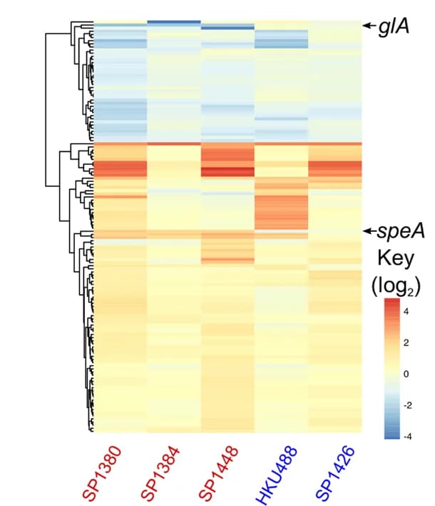 Open access visualization of Heatmap, Clustered, Differential Expressed Genes, M1 Genotype Strains, M1 Global Strains