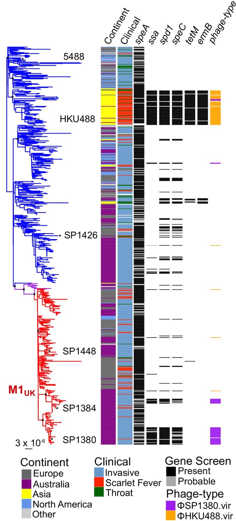 Open access visualization of Line Plot, Heatmap, Clustered, Differential Expressed Data, M1 UK Genotype Strains