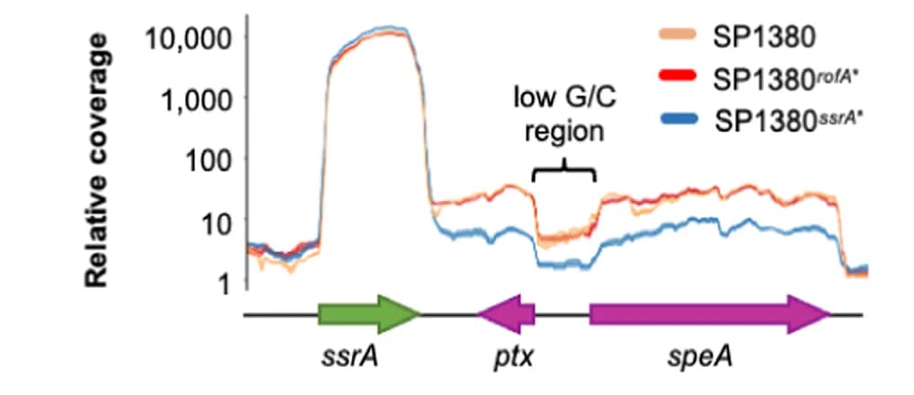 Open access visualization of Line Plot, Line Step, RNA-seq, Transcriptional Read-through, ssrA