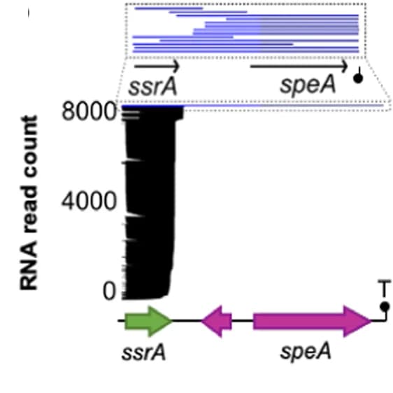 Open access visualization of Bar Plot, RNA Transcripts, ONT Long-Read Sequencing, ssrA-speA Regulon, Transcriptional Terminator