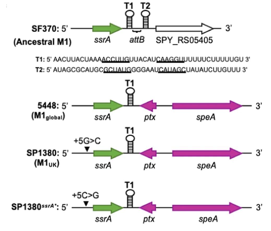 Open access visualization of Workflow, Illustration, ssrA-speA Genomic Region, S. pyogenes Genotypes, Rho-Independent Transcriptional Terminators