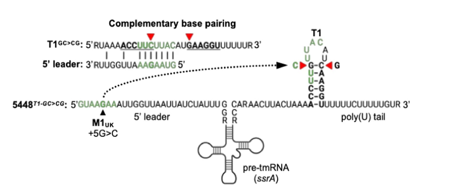 Open access visualization of Illustration, Chemical Structure, Workflow, ssrA Transcript, Secondary Structure