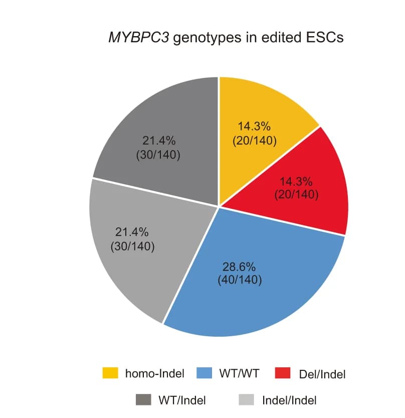 Open access visualization of Pie Chart, MYBPC3, ESC Lines, CRISPR/Cas9, Embryos