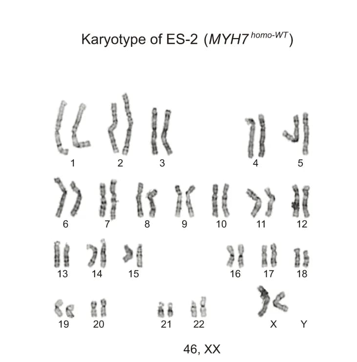 Open access visualization of Microscopy, G-banding, MYH7, ESCs, Blastocysts
