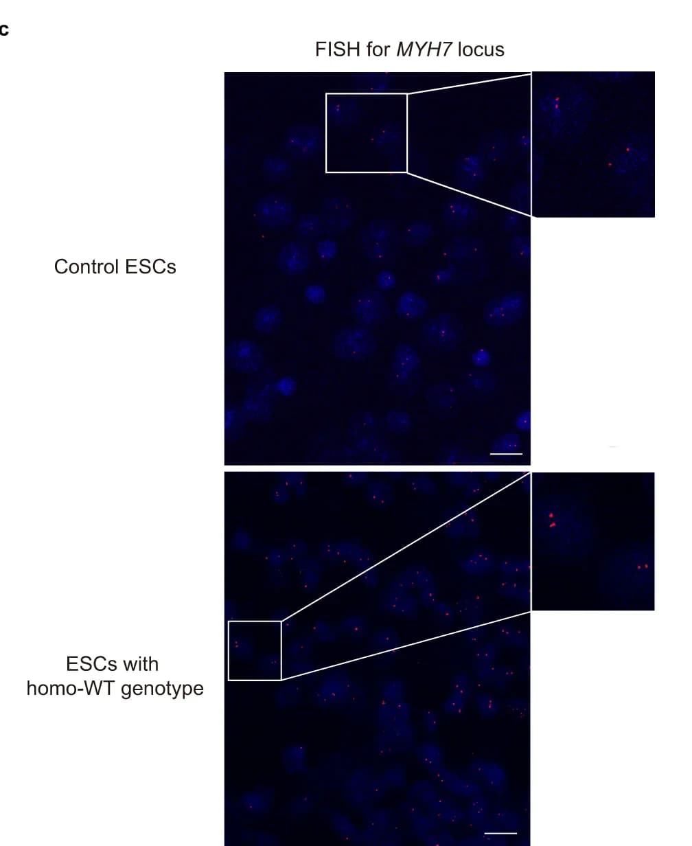Open access visualization of Microscopy, LOH, Blastomeres, ESCs, MYBPC3