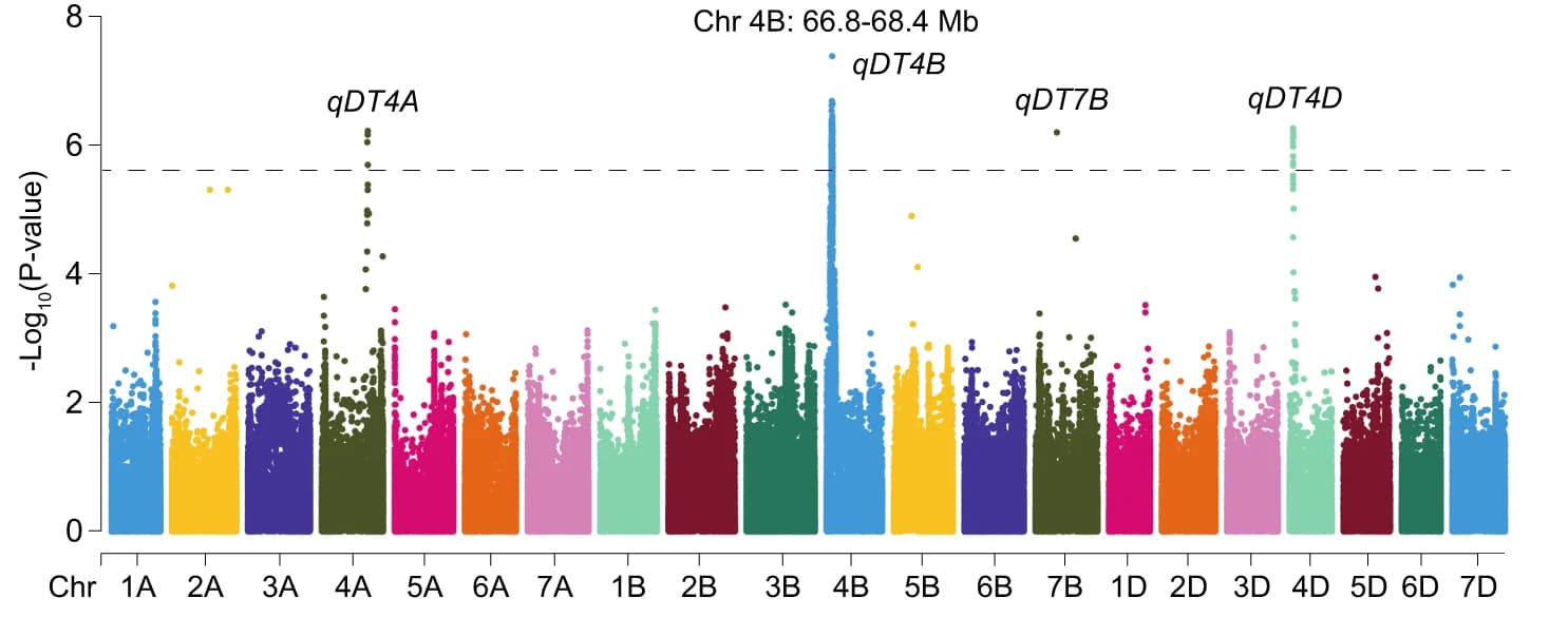 Open access visualization of Manhattan Plot, GWAS, Wheat, Drought Tolerance, Significance Threshold