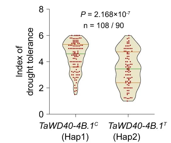 Open access visualization of Violin Plot, Drought Tolerance, DT Index, Haplotypes, Z-test