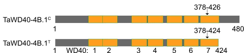 Open access visualization of Illustration, Diagram, WD40 Domains, Source Data