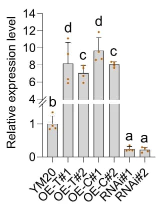 Open access visualization of Bar Plot, Error Bars, Expression Level, Transgenic Lines, Cultivars