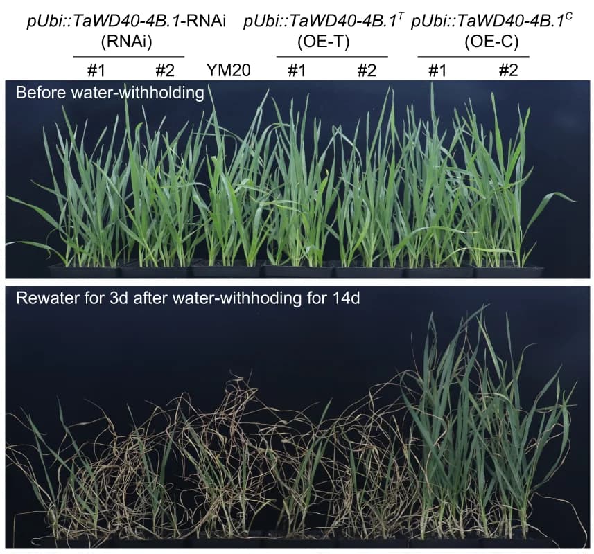 Open access visualization of Photo, Water-withholding Assay, Transgenic Lines