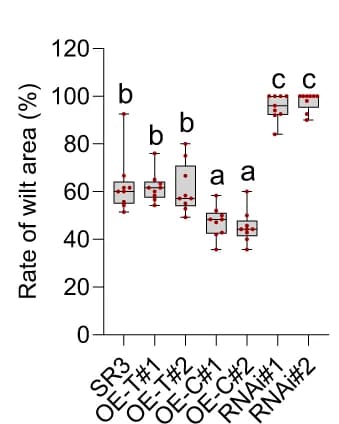Open access visualization of Box Plot, Scatter Plot, Wilting Area, Wheat Seedlings, Water-withholding