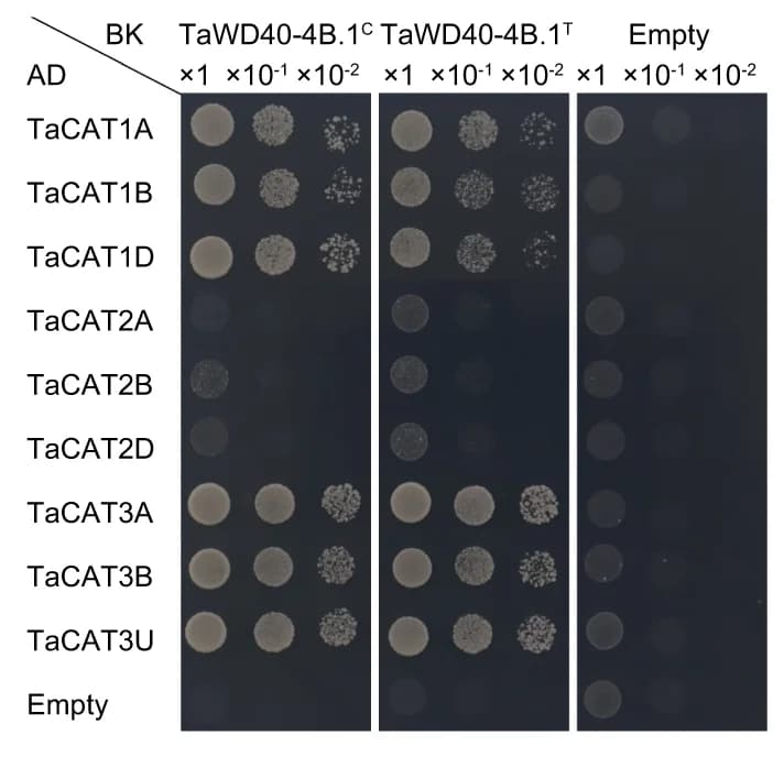 Open access visualization of Gel, Yeast Two Hybridization Assay, TaWD40-4B.1 C, TaWD40-4B.1 T, TaCAT1s