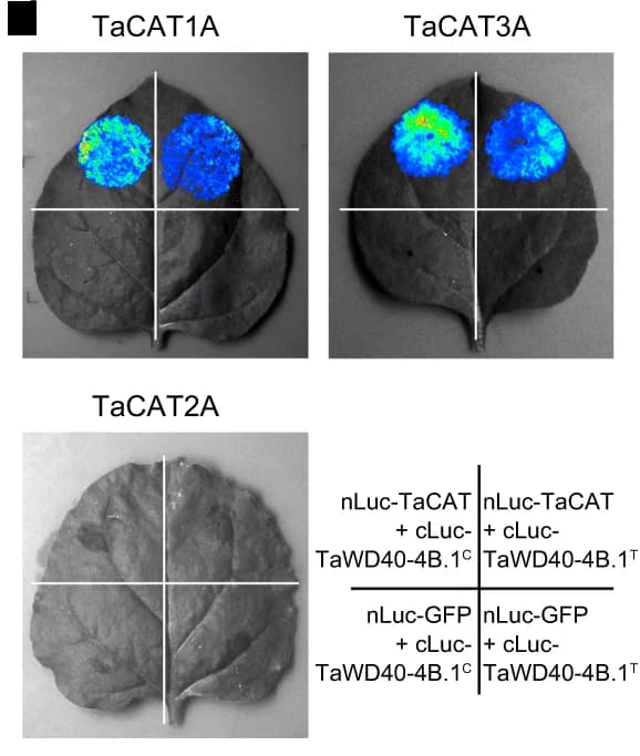 Open access visualization of Photo, Split-Luciferase Complementation Imaging, TaWD40-4B.1 C, TaCAT1A, TaCAT3A