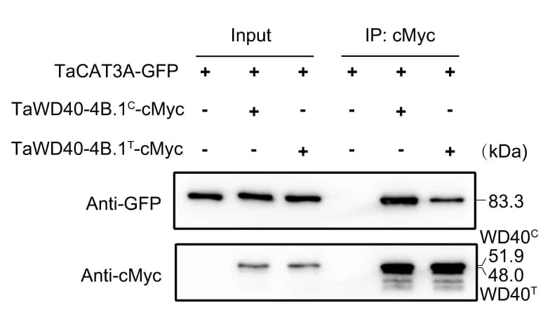 Open access visualization of Gel, Co-immunoprecipitation, TaWD40-4B.1 C, TaCAT3A, TaWD40-4B.1 T