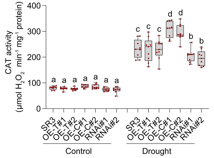 Open access visualization of Box Plot, Scatter Plot, Catalase Activity, Leaves, Cultivar SR3