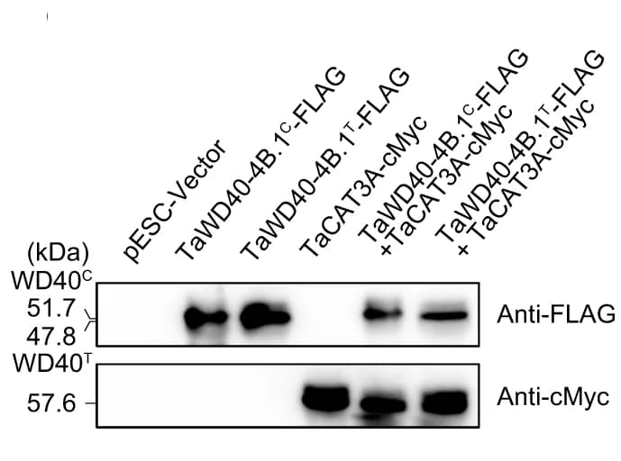 Open access visualization of Gel, Ectopic Expression, TaWD40-4B.1 C, TaWD40-4B.1 T, TaCAT3A
