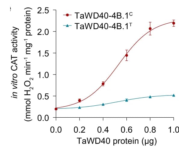 Open access visualization of Line Plot, Error Bars, TaWD40-4B.1 C, In Vitro Activity, TaCAT3A