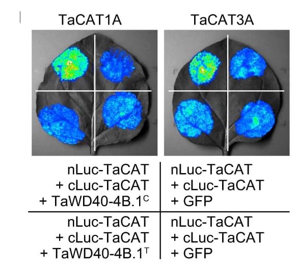 Open access visualization of Photo, TaWD40-4B.1 C, Protein Interaction, TaCAT1A-TaCAT1A, TaCAT3A-TaCAT3A