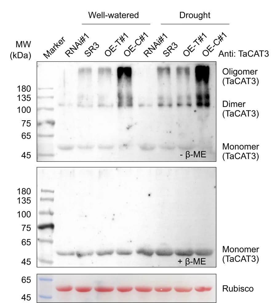Open access visualization of Gel, Monomer, Dimer, Oligomer, Catalases