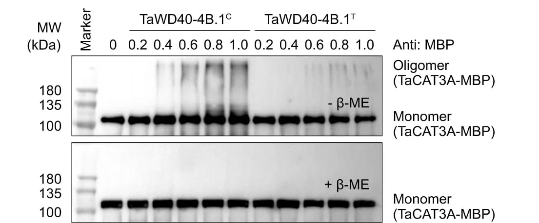 Open access visualization of Gel, Oligomerization, Catalases, TaWD40-4B.1 C, In Vitro