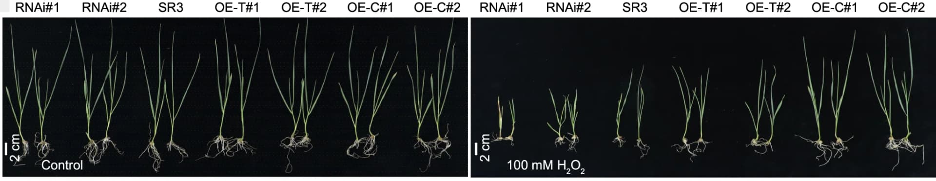 Open access visualization of Photo, Oxidative Stress Tolerance, SR3, Transgenic Lines