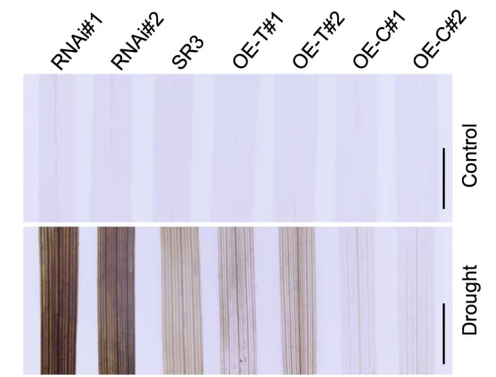 Open access visualization of Photo, H2O2 Levels, DAB Staining, Wheat Seedlings, Water Stress