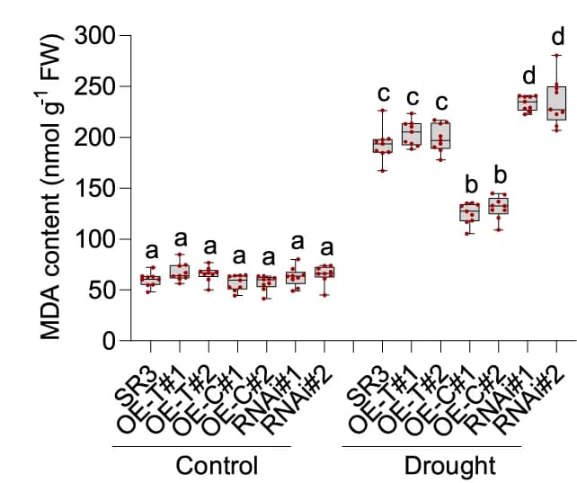 Open access visualization of Box Plot, Scatter Plot, MDA Contents, Wheat Seedlings, Water Stress