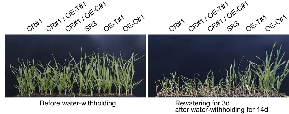 Open access visualization of Photo, Drought tolerance, Overexpression, RNAi