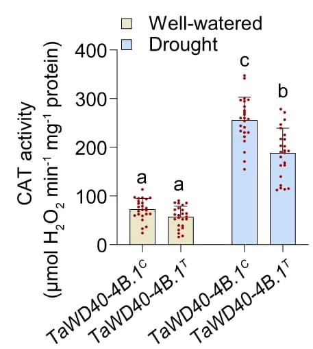 Open access visualization of Bar Plot, Error Bars, Scatter Plot, Catalase activity, Wheat accessions