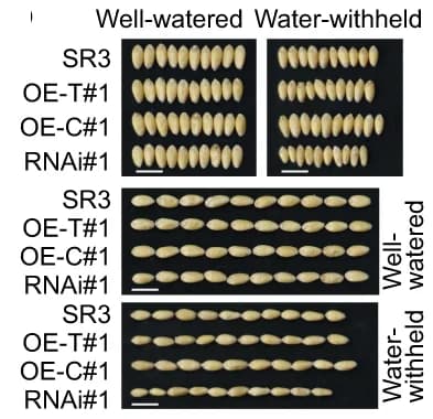 Open access visualization of Photo, Grain size, Transgenic lines, Well-watered condition, Water-withheld conditions