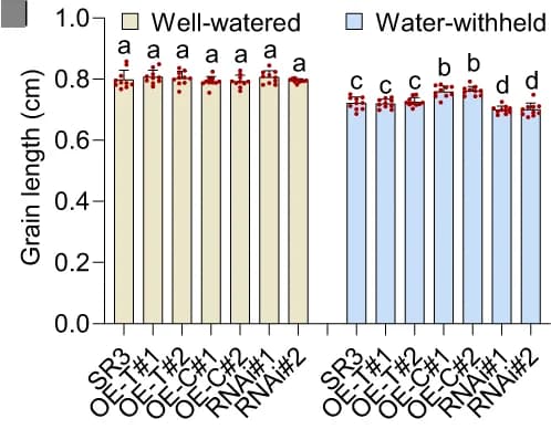 Open access visualization of Bar Plot, Error Bars, Grain length, Statistical comparison