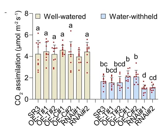 Open access visualization of Bar Plot, Error Bars, CO2 assimilation, Well-watered condition, Water-withheld conditions