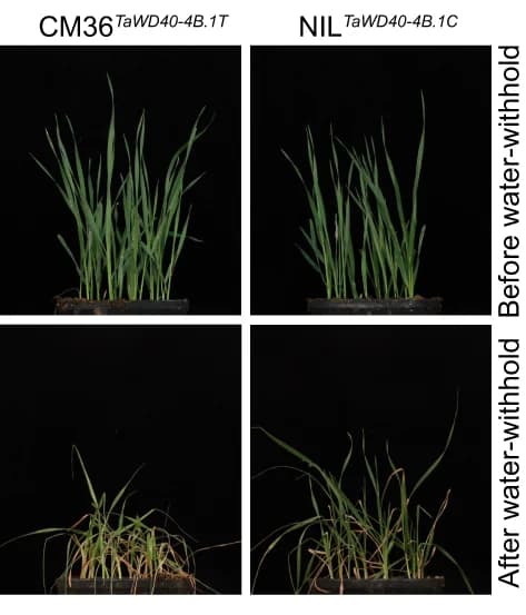 Open access visualization of Photo, Drought Tolerance, Wheat, TaWD40-4B.1 C, TaWD40-4B.1 T