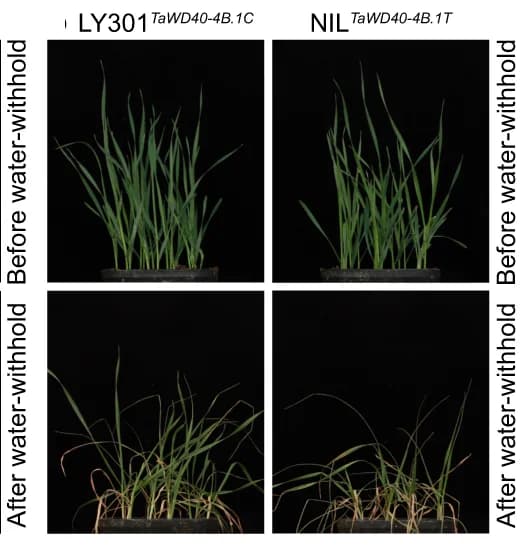 Open access visualization of Photo, Drought Tolerance, Wheat, TaWD40-4B.1 C, TaWD40-4B.1 T