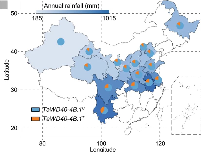 Open access visualization of Geo Map, Pie Chart, TaWD40-4B.1 C, TaWD40-4B.1 T, Wheat