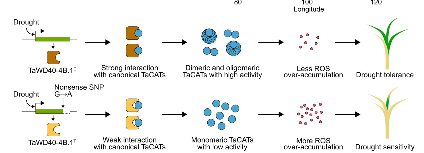 Open access visualization of Workflow, Illustration, TaWD40-4B.1 C, TaWD40-4B.1 T, Drought Tolerance