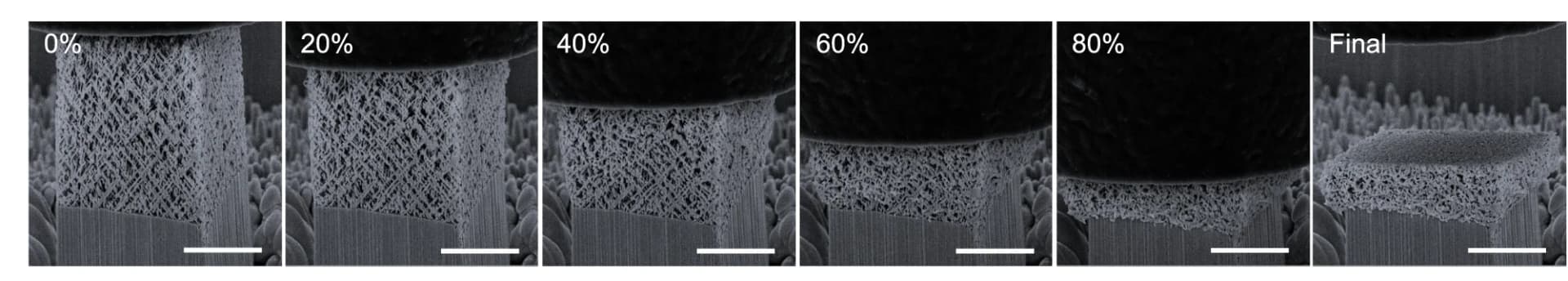 Open access visualization of Microscopy, SEM, Deformation, Au-69