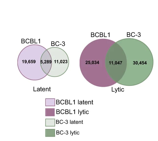 Open access visualization of Venn Diagram, Intersection Analyses, Edited Sites, Latent Cells, Lytic Cells