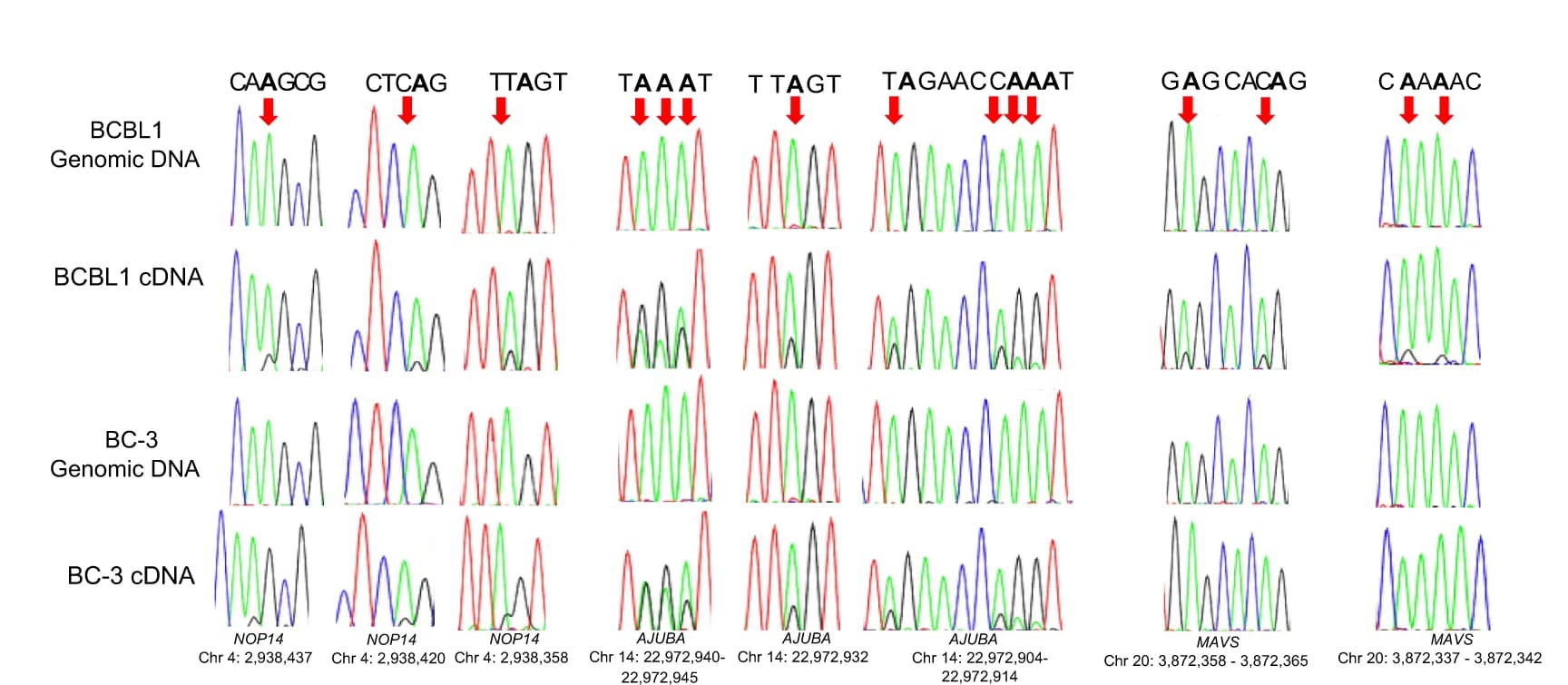 Open access visualization of Line Plot, Sanger Sequencing, Chromatograms, cDNA, RNA